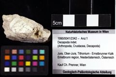 Foto (Objket + Etiketten) von Decapoda indet. 